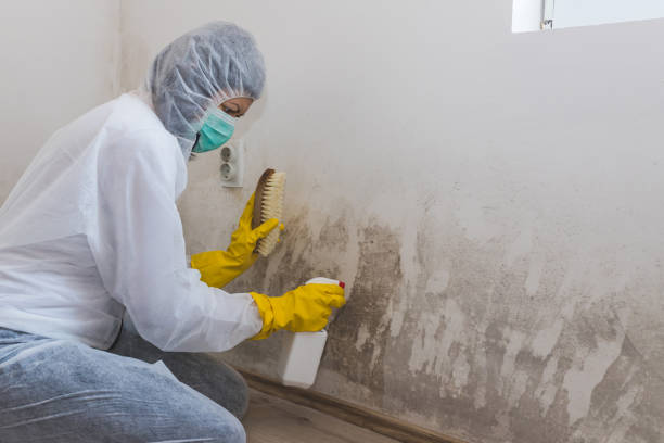 Best Mold Remediation  in Purvis, MS