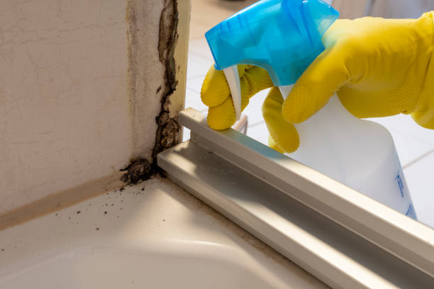 Best Mold Removal Process  in Purvis, MS