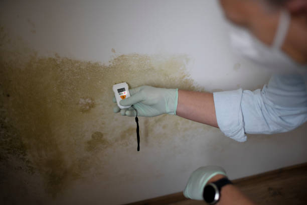 Professional Mold Removal in Purvis, MS