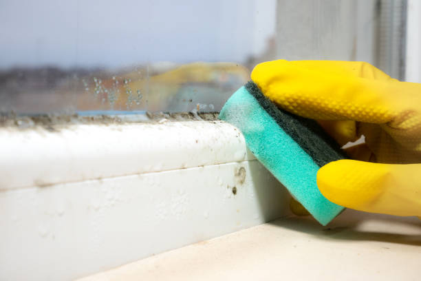 Best Crawl Space Mold Removal  in Purvis, MS
