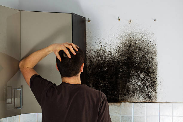 Office Mold Removal Services in Purvis, MS